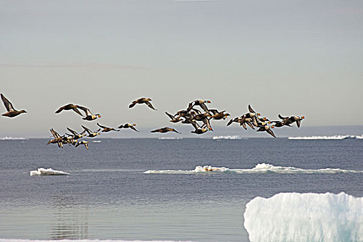 美国,阿拉斯加,希望,楚科奇海,国王,绒鸭,鸭子,飞行,上方,领着,浮冰,春天,迁徙