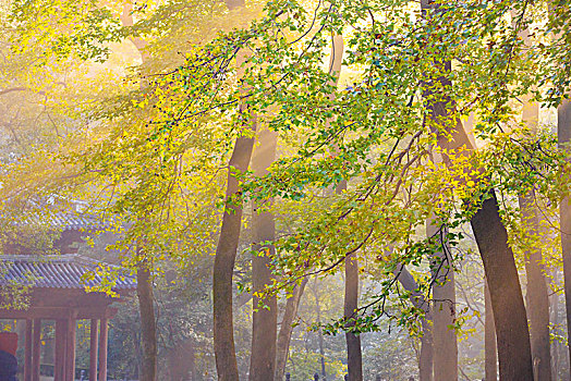 树木,阳光,金色,暖,早晨