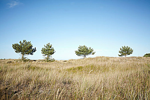 树,波罗的海,海滩,靠近,达斯