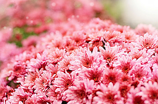 粉色,菊花,花,上方,背景
