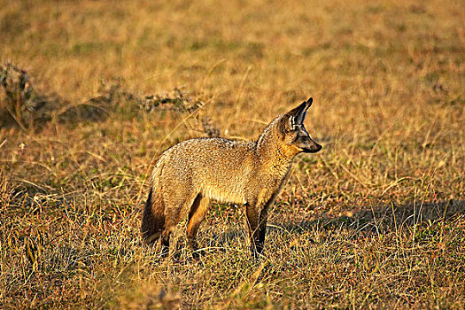 大耳狐,干草,马赛马拉,公园,肯尼亚