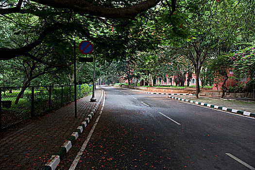 树,道路,班加罗尔,印度