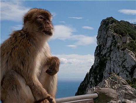 直布罗陀,猴子,坐,石台