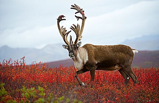 北美驯鹿,驯鹿属,雄性动物,秋天,彩色,苔原,北美
