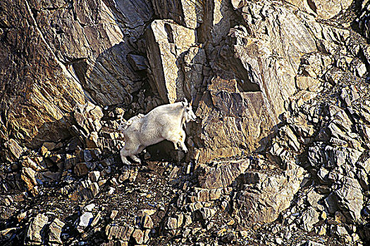 俯视,石山羊,不列颠哥伦比亚省,落基山脉,加拿大