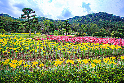 郁金香,花,花园,山谷,春色