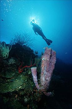 潜水,后面,海绵,加勒比海
