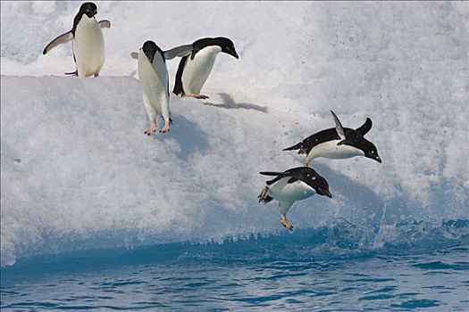 阿德利企鹅,跳跃,冰山,寒冷,水,保利特岛,南极