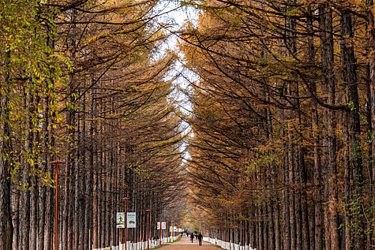 黄金大道-中国长春百木园秋季风景