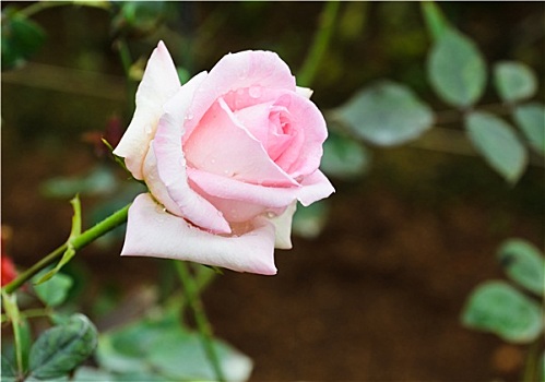 漂亮,粉红玫瑰,花园