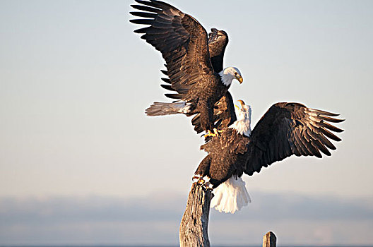 两个,白头鹰,争执,上方,浮木,栖息,卡契马克湾,本垒打,阿拉斯加
