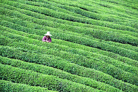 南京江宁茶场风光