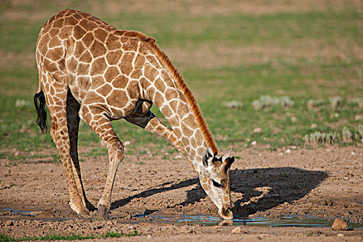 长颈鹿,喝,卡拉哈迪大羚羊国家公园,北开普,南非,非洲