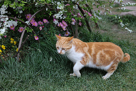 猫,动物,家畜,花猫,警觉,嬉戏,玩耍,训练,躲猫猫,宠物,饲养