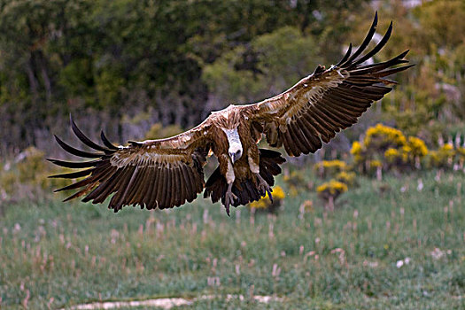 半狮半鹫的怪兽,秃鹰,接近,比利牛斯山脉,西班牙,欧洲