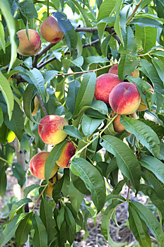 树上的桃子图片