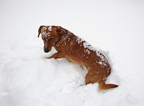 四脚踏雪胸白色的狗图片