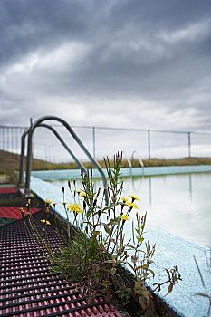 特写,植物,游泳池,冰岛