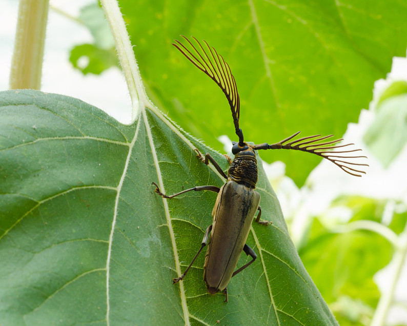 长,犄角,甲虫,天牛,悬挂,绿叶_高清图片_全景视觉