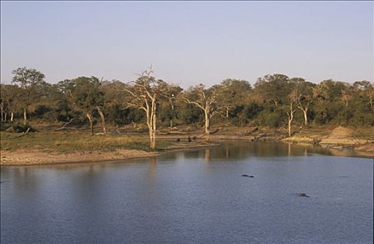 南非,国家公园,鳄鱼