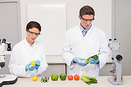 科学家,检查,蔬菜