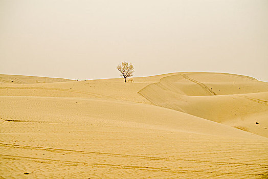 新疆,沙漠,胡杨