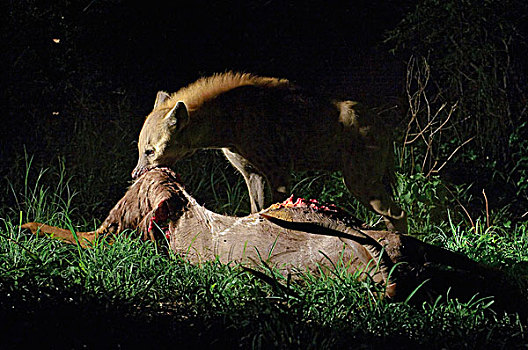 斑鬣狗,畜体,夜晚,博茨瓦纳