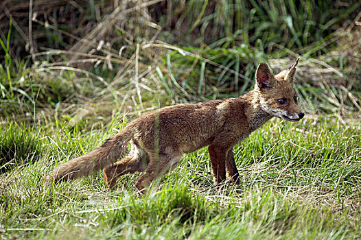 红狐,狐属,幼兽,草地,诺曼底,法国