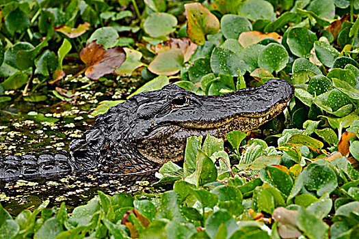 美国短吻鳄,沼泽,佛罗里达