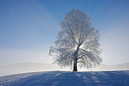 积雪,酸橙树,阳光,瑞士