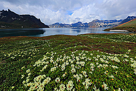 长白山高山杜鹃