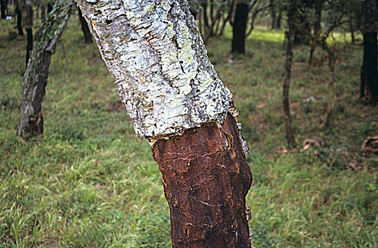 栓皮栎,一半,树皮,条纹,西班牙