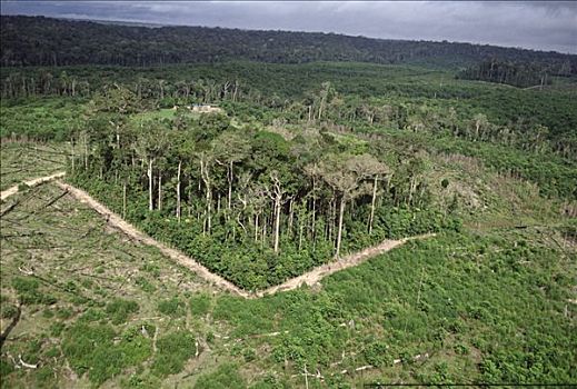 森林采伐,学习,生物学,动感,树林,碎片,靠近,马瑙斯,巴西
