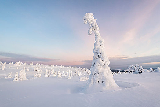 积雪,树,冬季风景,国家公园,拉普兰,芬兰,欧洲
