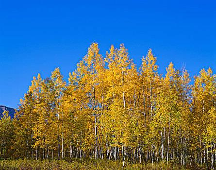 美国,科罗拉多,古尼森国家森林,晨光,秋天,彩色,白杨,小树林,下方,蓝天,大幅,尺寸