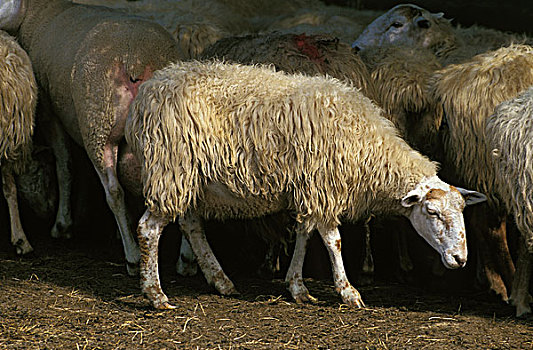 绵羊,法国人,牧群