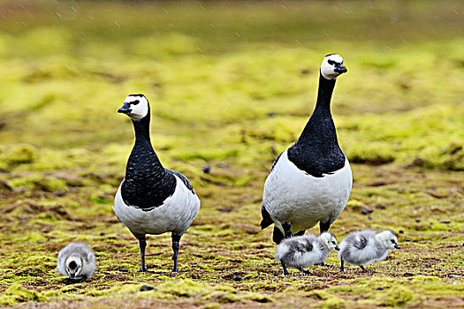 白额黑雁,情侣,斯瓦尔巴特群岛,挪威