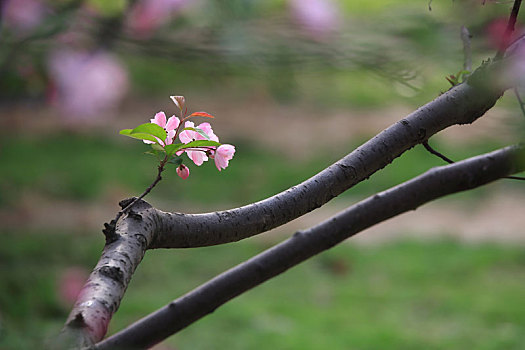 春天里的海棠花