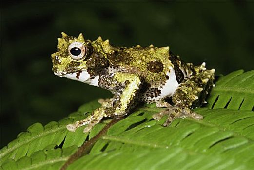 树蛙,树蟾属,肖像,哥斯达黎加