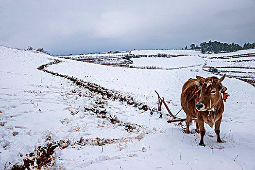 云南东川红土地雪原中的农民在耕地