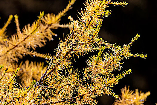 落叶松属植物,针,秋天,冰川国家公园,蒙大拿,美国