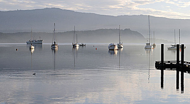 加拿大,不列颠哥伦比亚省,温哥华岛,船,锚,平静,早晨,湾
