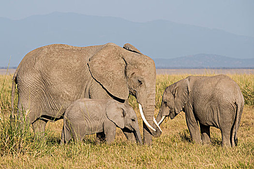 非洲,肯尼亚,安伯塞利国家公园,大象