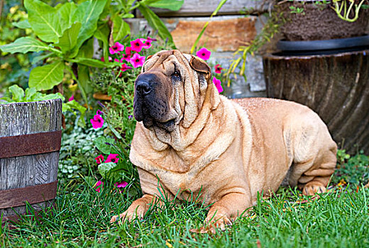 沙皮犬,狗