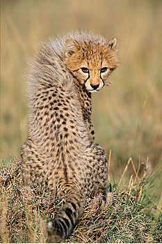 印度豹,扭头,马赛马拉国家保护区,肯尼亚,非洲