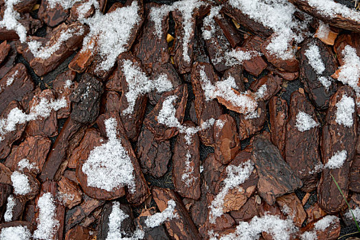 大雪,树皮,自然纹理