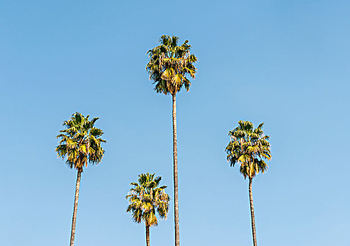 四个,棕榈树,正面,蓝天,塞维利亚,西班牙,欧洲
