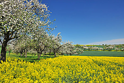 乡村,油菜地,苹果树,施佩萨特,巴伐利亚,德国