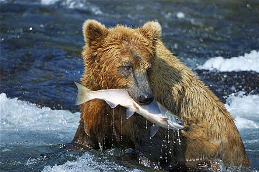 棕熊,熊,抓住,三文鱼,布鲁克斯河,溪流,秋天,卡特麦国家公园,阿拉斯加,美国