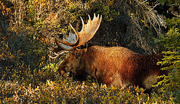 麋鹿,雄性动物,华美,鹿角,树林,侧面视角,吃,德纳里峰国家公园,阿拉斯加,美国,北美